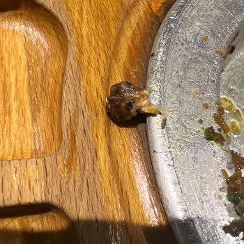 Yeşil Künefe Künefeden Çıkan Madde