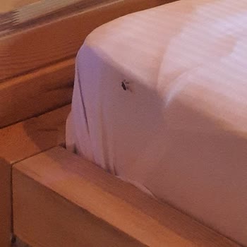 Sapanca Grand Wooden Pişmanlıktır