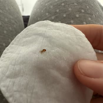 Garnier Böceklenme Yapan Micellar