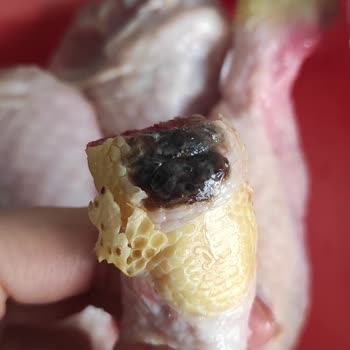 Mopaş Hipermarket Kurtköy Bozuk Tavuk Satıyor