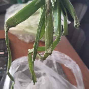 Migros Bursa Kestel Mağazası Kalitesiz Ürün Yolladı