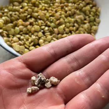 Tarım Kredi Kooperatifi Bakliyat Ürünleri