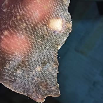 Kral Pestil Pestil De İplik Çıkması