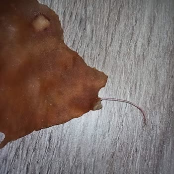 Kral Pestil Pestil De İplik Çıkması