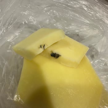 Koçulu Peynircilik Kaşardan Kara Sinek Çıktı