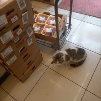 Şok Marketler Şokta Şok Olay