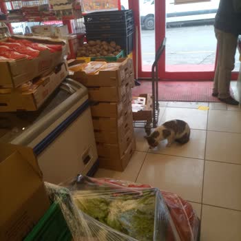 Şok Marketler Şokta Şok Olay