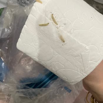 Selpak Kurtlu Tuvale Kağıdı