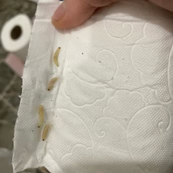 Selpak Kurtlu Tuvale Kağıdı