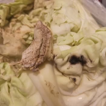 Şok Marketler Şok Küflü Lahana Göndermesi