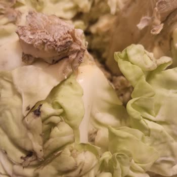 Şok Marketler Şok Küflü Lahana Göndermesi