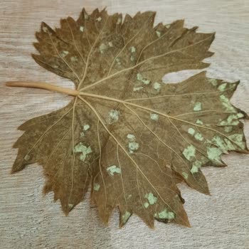 Tokat Şen Yaprak Hastalıklı Üzüm Yaprağı