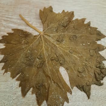 Tokat Şen Yaprak Hastalıklı Üzüm Yaprağı