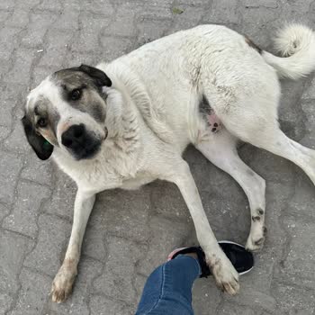 Çaldıran Belediyesi Sokaktaki Canlar Usulsüz Toplanıyor Akıbetleri Belirsiz