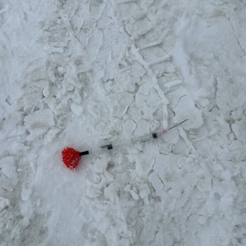 Çaldıran Belediyesi Sokaktaki Canlar Usulsüz Toplanıyor Akıbetleri Belirsiz