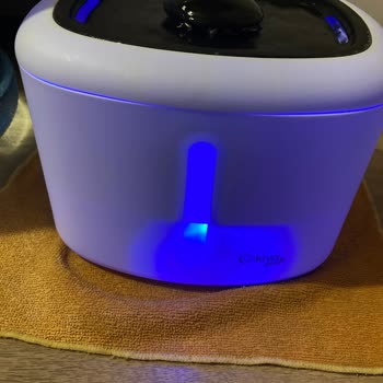 Kiwi Home Kiwi Kedi Su Pınarı Haznesinden Su Akıtıyor