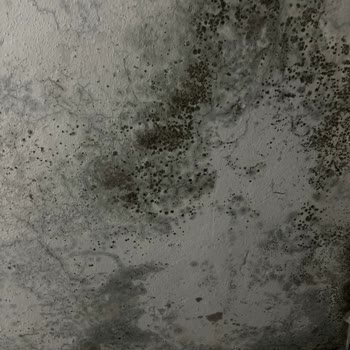 Isonem Boya İSO - Nem Pişmanlıktır