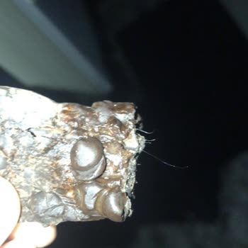 BİM Daphne Damla Çikolatadan Kıl Çıktı