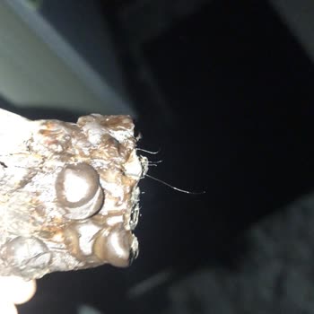 BİM Daphne Damla Çikolatadan Kıl Çıktı