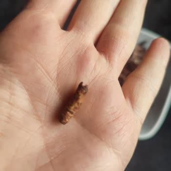 Zeyno Pastanesi Ve Çalışanlarının Lakayıtlığı