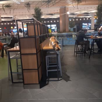 Marmara Forum Alışveriş Merkezindeki Kediler İçin Hijyen Endişesi