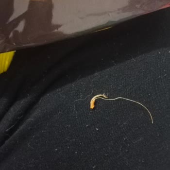 Seykar Gıda Patates Markası Hijyenik Değil