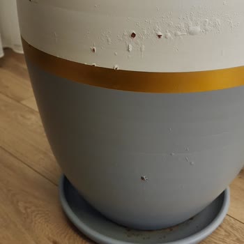 Balcony Flowers Saksılarda Boya Atması