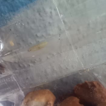 A101 Marketinden Alınan Üründe Kurt Çıktı