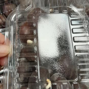 Migros Kestaneler Ne Kadar Zamandır Kutudaki Artık Filizlenmeye Başlamış