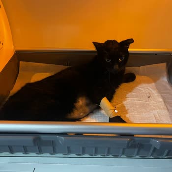 Ayrancı Veteriner Kliniği (Ankara)'nden Şikayetçiyim