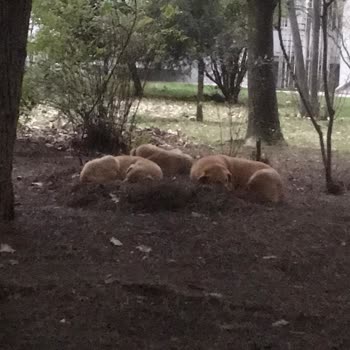 İBB - İstanbul Büyükşehir Belediyesi Beylikdüzü Beykent Köpek Kulübesi