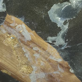 Haman Furniture Ürünlerinin Arkasındaymış Gibi Duruyor Ama Değiller