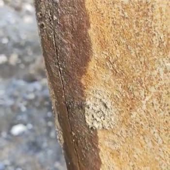 Zoomlion Garanti Kapsamında Servis Sorunu