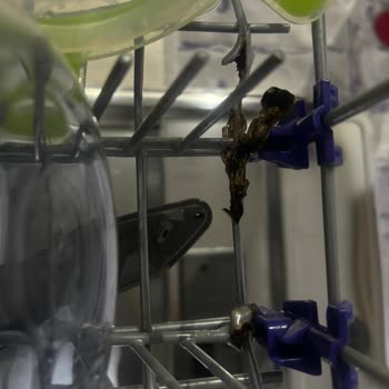 LG Bulaşık Makinesi Sepetleri Çürüdü