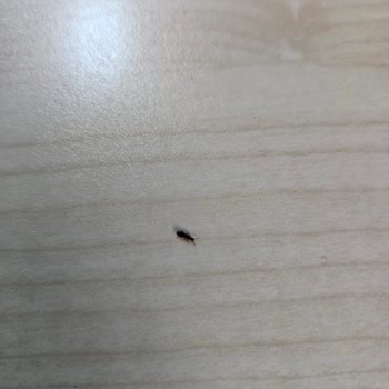 File Harras Karışık Kuru Meyveden Böcek Çıktı