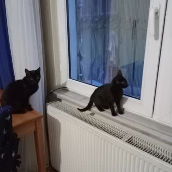 Ümraniye Belediyesi Hasta Kedi Bıraktıkları Yere Gelmedi