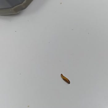 Ülker Probis İçinden Kurt Çıktı