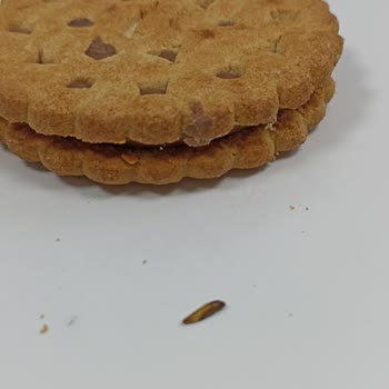 Ülker Probis İçinden Kurt Çıktı