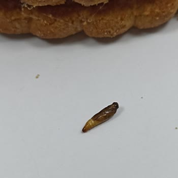 Ülker Probis İçinden Kurt Çıktı