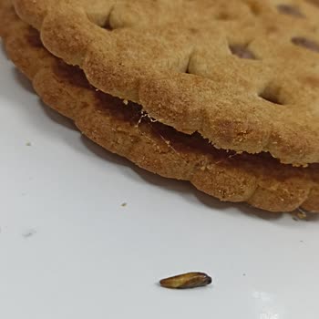 Ülker Probis İçinden Kurt Çıktı