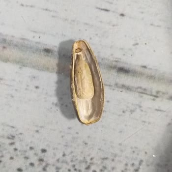 Tadım Çekirdekten Kurt Çıktı!