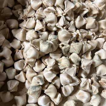 Şahin Mantı Küflenmiş