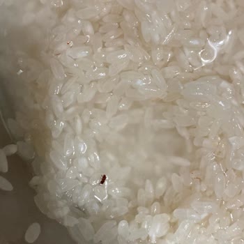 A101 Marketten Alınan Pirinç Paketinde Böcek Bulundu