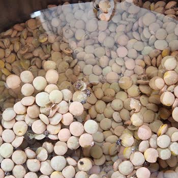 BİM'den Aldığım Saban Yeşil Mercimekten Böcek Çıktı