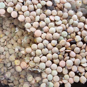 BİM'den Aldığım Saban Yeşil Mercimekten Böcek Çıktı