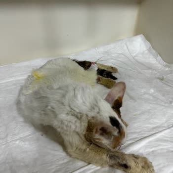 A Vet Avrupa Veteriner Kliniği Kağıthane Avrupa Vet Ve Zeytinburnu Vet. Lik Minik Kızımı Öldürdüler!