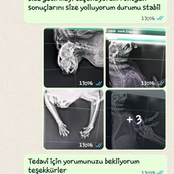A Vet Avrupa Veteriner Kliniği Kağıthane Avrupa Vet Ve Zeytinburnu Vet. Lik Minik Kızımı Öldürdüler!