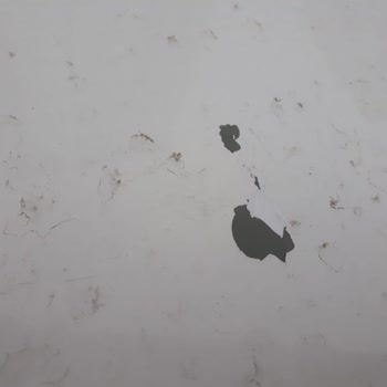 Toyota Elegant Arabamın Tavanında Boya Kalkması