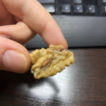 Tadım Gıda Ceviz İçinde Canlı Kurt Buldum!