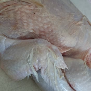 HasTavuk Tavuğun Tüylerinin Doğru Temizlenmemesi